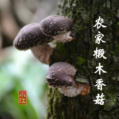 新货 小江优质特级香菇干货200g 农家自产椴木冬菇家用蘑菇土特产