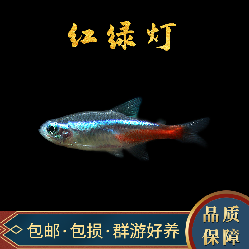 红绿灯鱼活体红斑马鱼蓝斑马鱼黑莲灯鱼红灯管鱼小型观赏鱼热带鱼