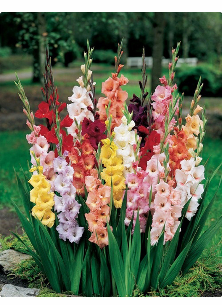 预售进口唐菖蒲种球3球入 多年生球根花卉剑兰适切花复花好