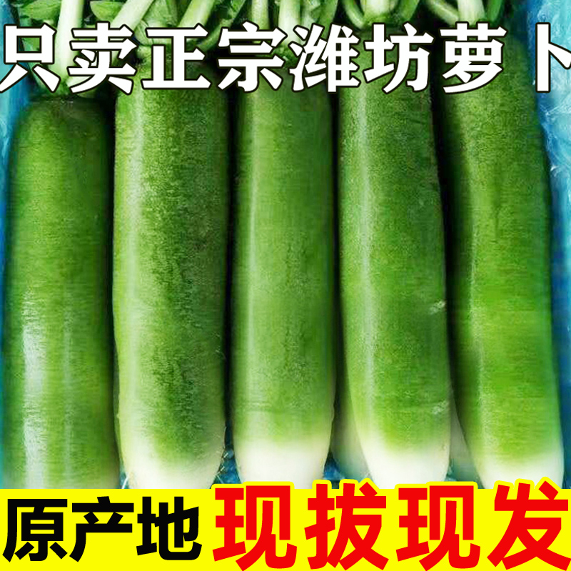 潍坊水果萝卜新鲜甜脆水果型10斤潍