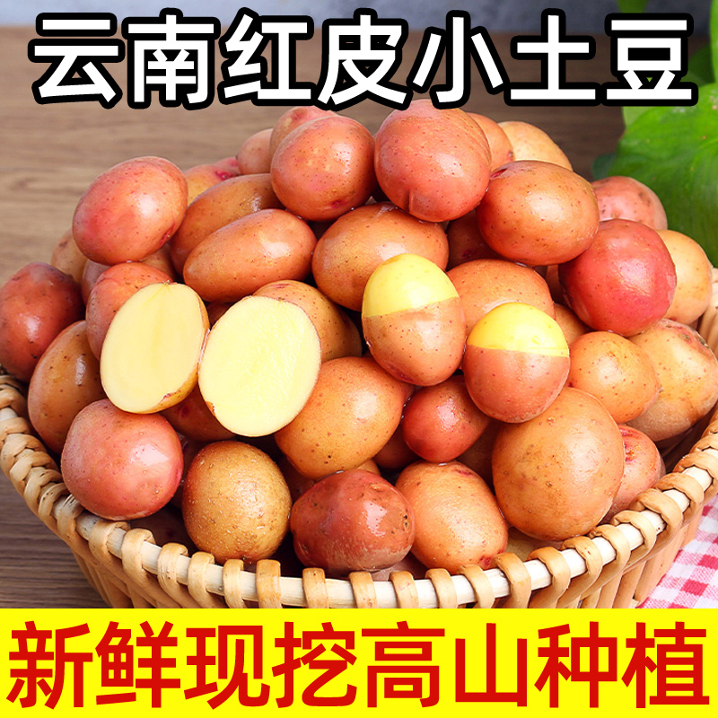 红皮土豆新鲜10斤马铃薯蔬菜云南红