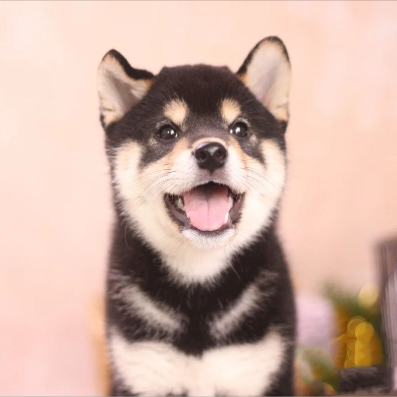黑柴犬幼犬纯种日本豆柴幼崽宠物狗赤柴双血统黑柴幼犬秋名山犬舍