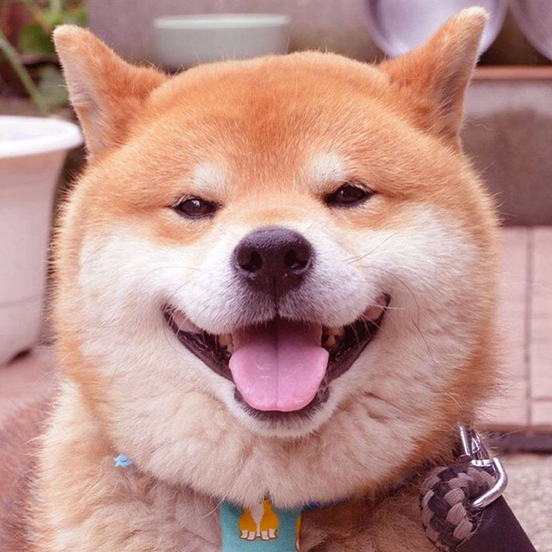 柴犬幼犬纯种豆柴宠物狗日本柴犬幼崽活体秋田犬黑白色小柴犬狗狗