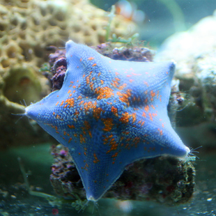 海星活物观赏海水宠物适合学生宿舍好养水母翻砂蓝海星水生小动物