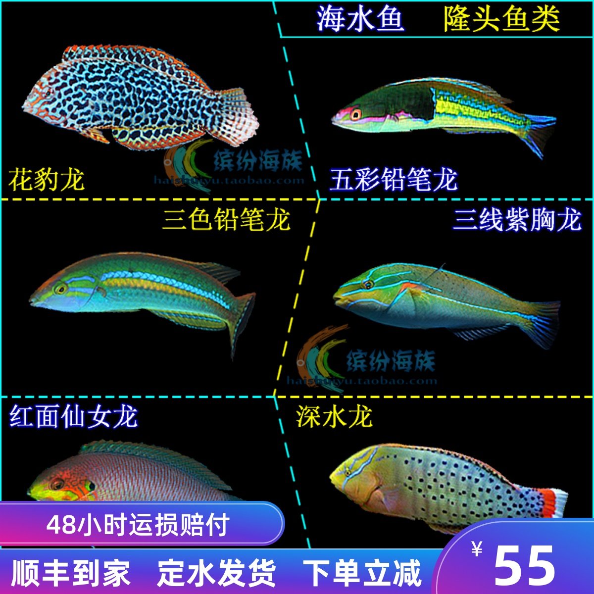 三线红铅笔_百科图片_饲养繁殖_雌雄鉴别_sbike