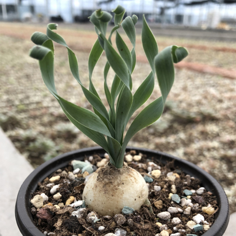 城南新款美观别院宽叶弹簧草多肉植物风信子科虎眼万年青属