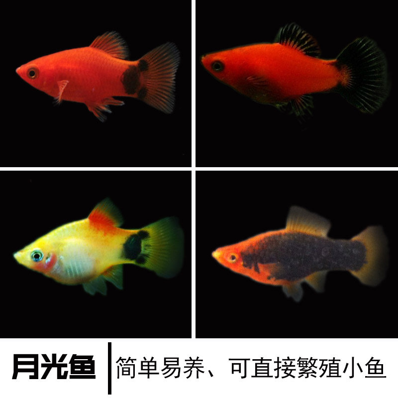 热销热带鱼活体 小型 繁殖_黑尾月光鱼牡丹鱼红剑鱼热带观赏鱼淡水鱼