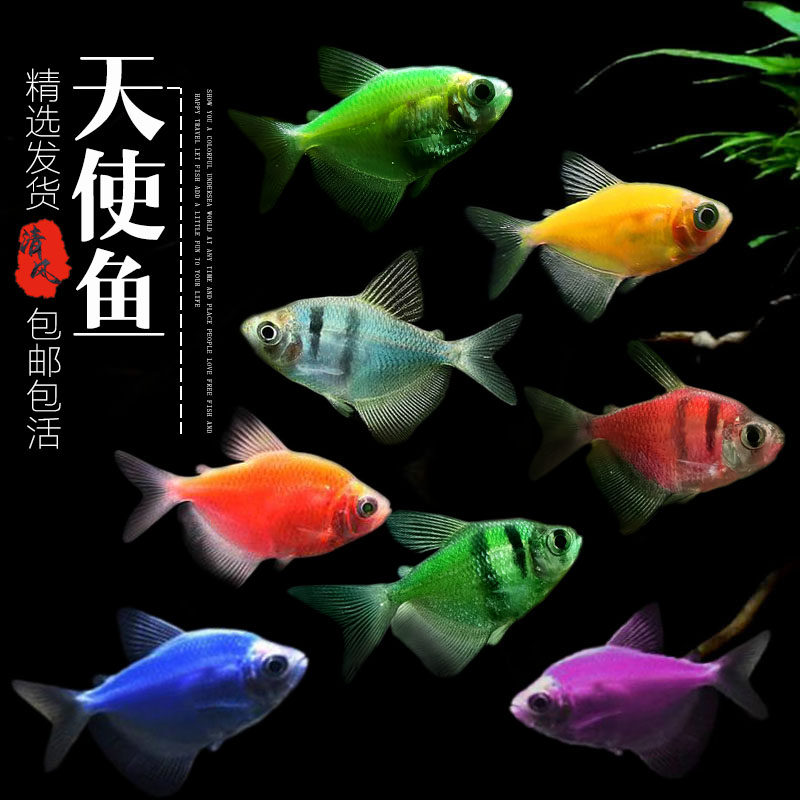 天使鱼活体鱼七彩鱼大号热带鱼观赏鱼淡水鱼灯科鱼好养易活群游鱼