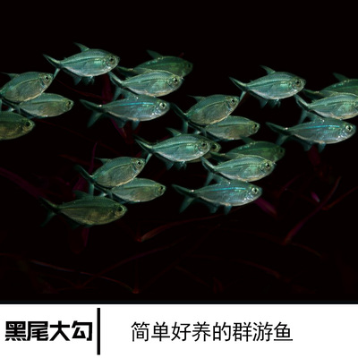 尾大勾黑尾扯旗小型淡水活体鱼