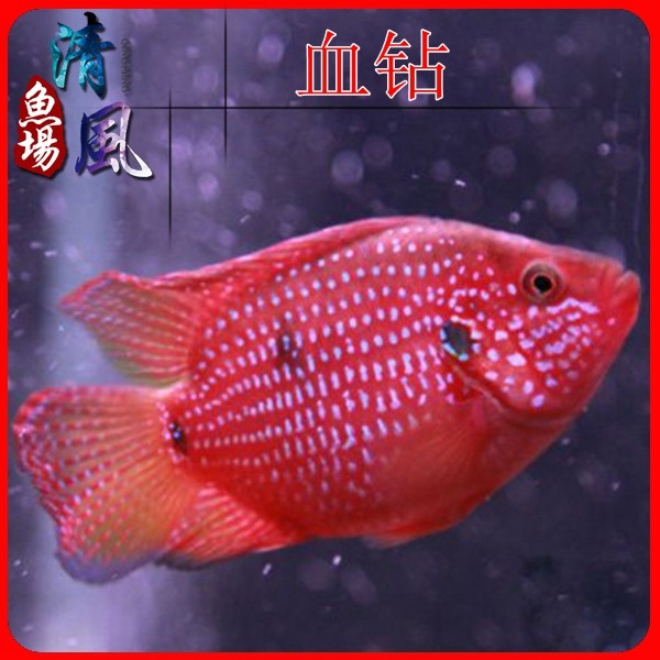 血钻品牌精品汇聚_价格大全 pc版 -最宠网