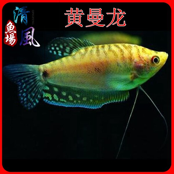 黄曼龙鱼品牌排名前10位