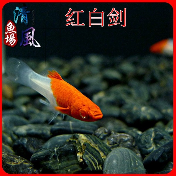 红白剑剑尾鱼红剑鱼热带观赏鱼活体鱼淡水胎生鱼水族宠物包邮包活