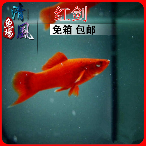 红剑鱼红箭燕尾红剑红玛丽鱼热带观赏活体鱼小型胎生鱼淡水鱼包邮