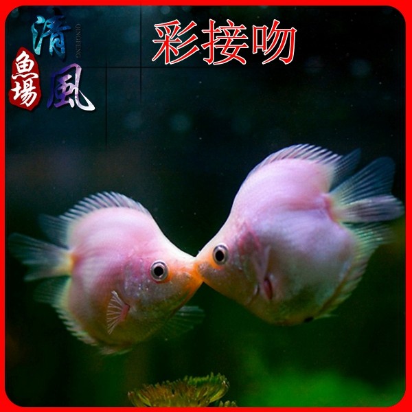 接吻鱼亲嘴鱼彩接吻热带鱼活体鱼水族观赏鱼活体宠物鱼包活
