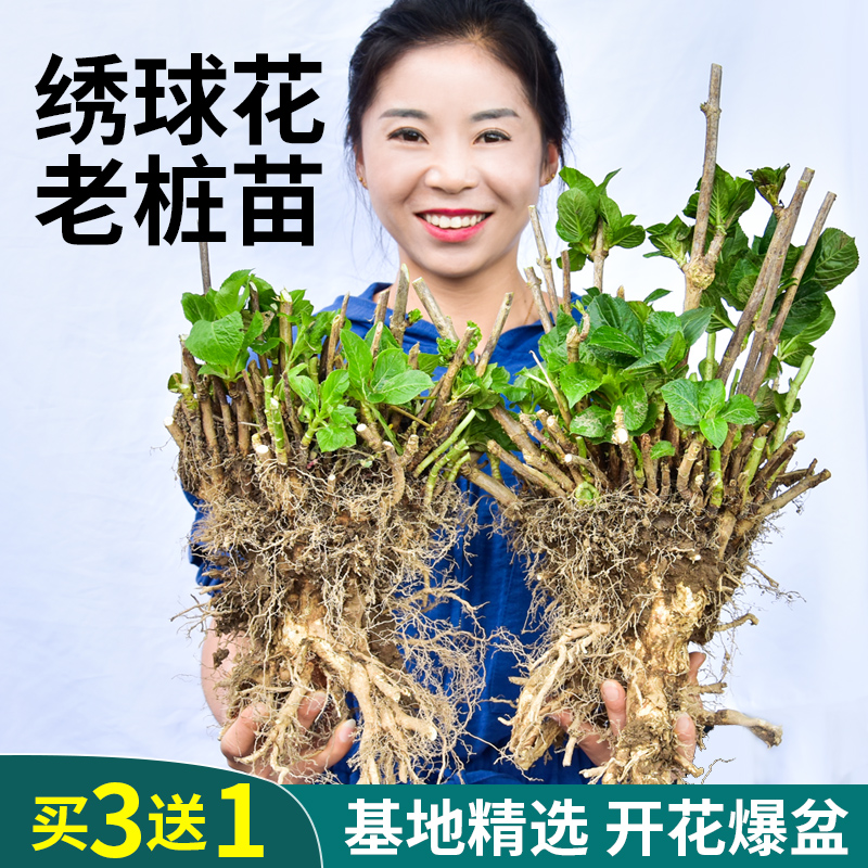 绣球花老桩无尽夏18年精品大苗庭院阳台盆栽八仙花变色大花球易活