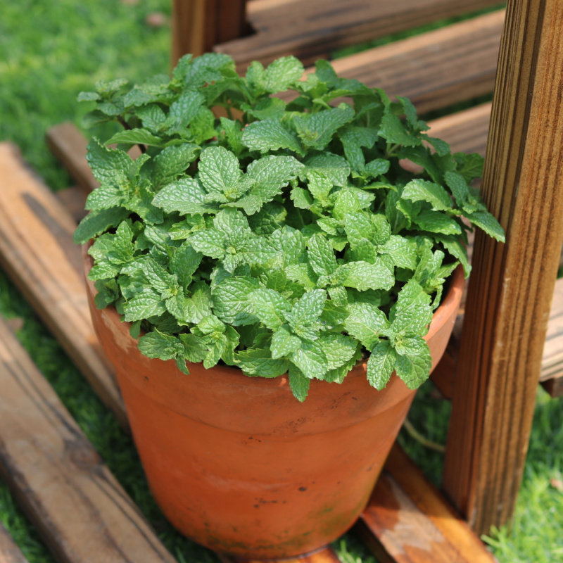 可食用薄荷盆栽百里香迷迭香盆栽泡茶调酒香驱蚊草植物柠檬薄荷叶