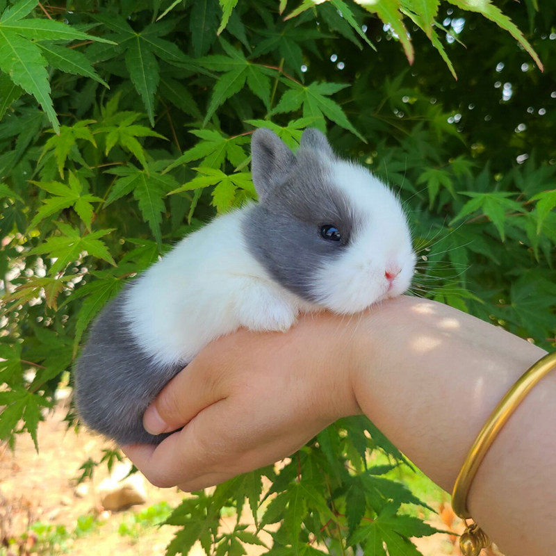 不大迷你茶杯兔子活物小型进口血统垂耳兔已售46新品淘宝￥588折后价