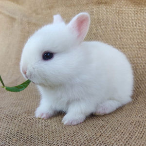 最小的茶杯兔图片