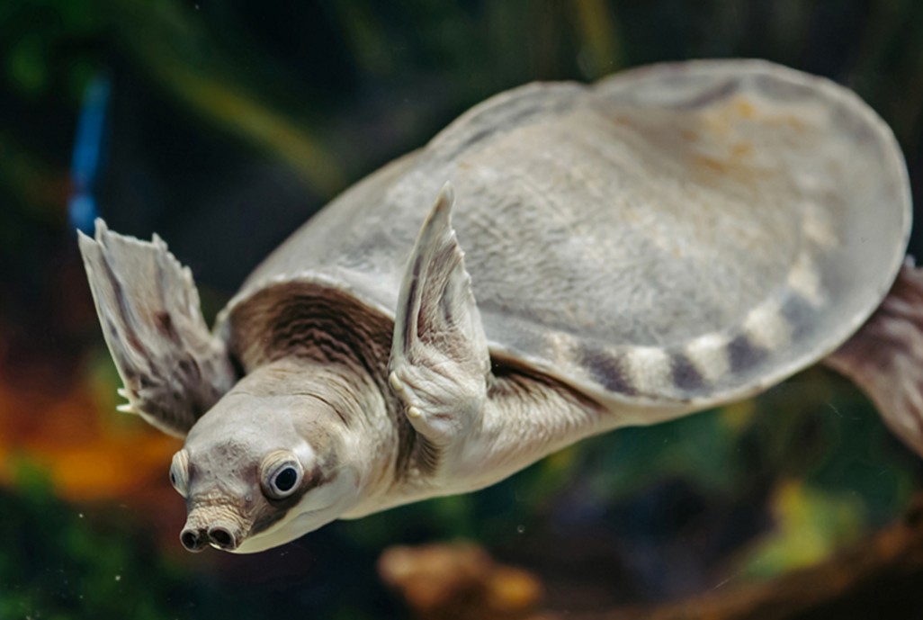 带证合法养殖猪鼻龟龟苗活物观赏龟深水龟鱼缸混养两爪鳖