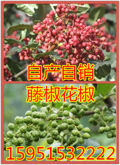 食用花椒苗 四川麻椒树苗 九叶青花椒树苗 大红袍花椒苗 大花椒树