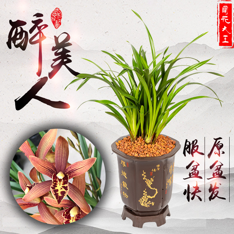 兰花大王醉美人四季兰花苗大红花浓香大花回来宽叶正品绿植建兰苗