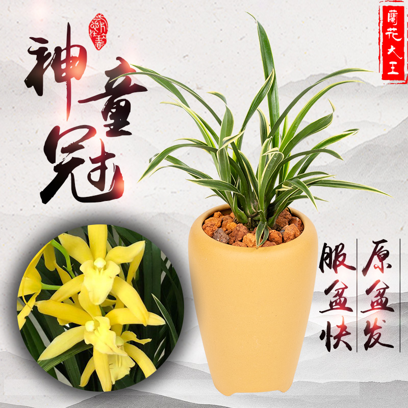 神童冠带四季兰花苗花苞浓香正品名贵矮种金边线艺墨兰宽叶建好养