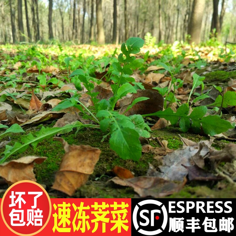 顺丰包邮荠菜速冻野菜新鲜包邮冷冻野生荠荠菜齐菜地菜野菜鲜荠菜