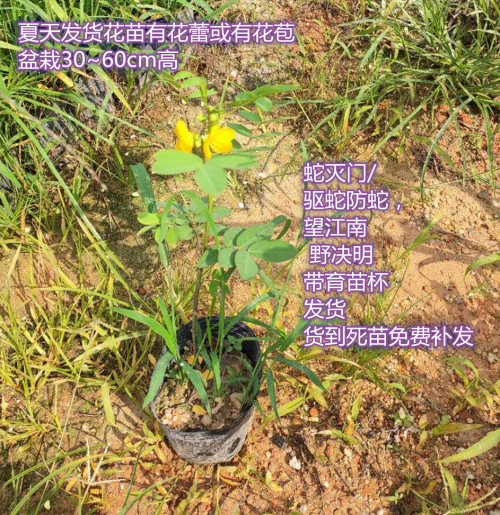 蛇灭门苗/驱蛇防蛇/望江南/ 野决明花苗盆栽带育苗杯发货 淘宝 份  89