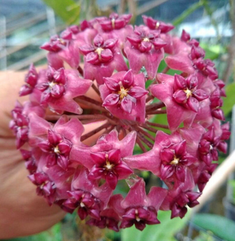 球兰紫花玉桂室内攀爬绿植花球大花球球盆栽时令草本花卉