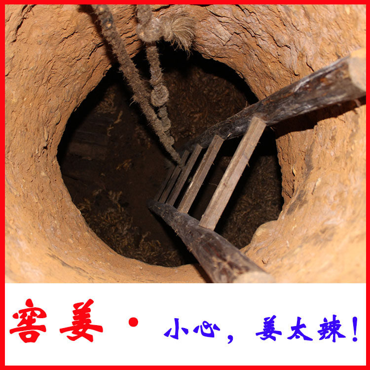 窖姜老姜火姜贡姜韶关始兴南方生姜2016年窖藏生姜