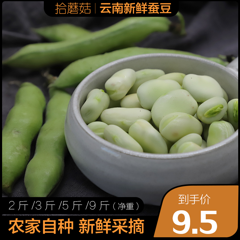 Pick mushrooms Yunnan fresh Vicia faba 5 Plateau Broad bean Rohan beans Croton Orchid beans Vegetablesin the Aquatic meat/Fresh fruits and vegetables/Cooked , Fresh vegetables/Vegetable products , Fresh vegetables , Fresh beans category - from Buy2taobao.com to provide professional Taobao agent buy service