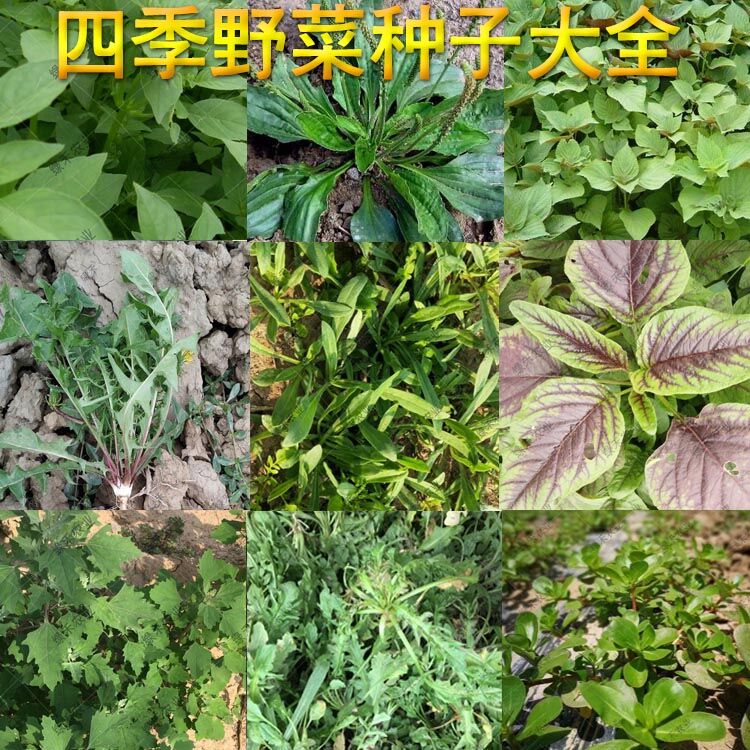 野菜种子四季种植面条菜种籽蒲公英荠菜马齿苋种子苋菜蓬蓬菜种子