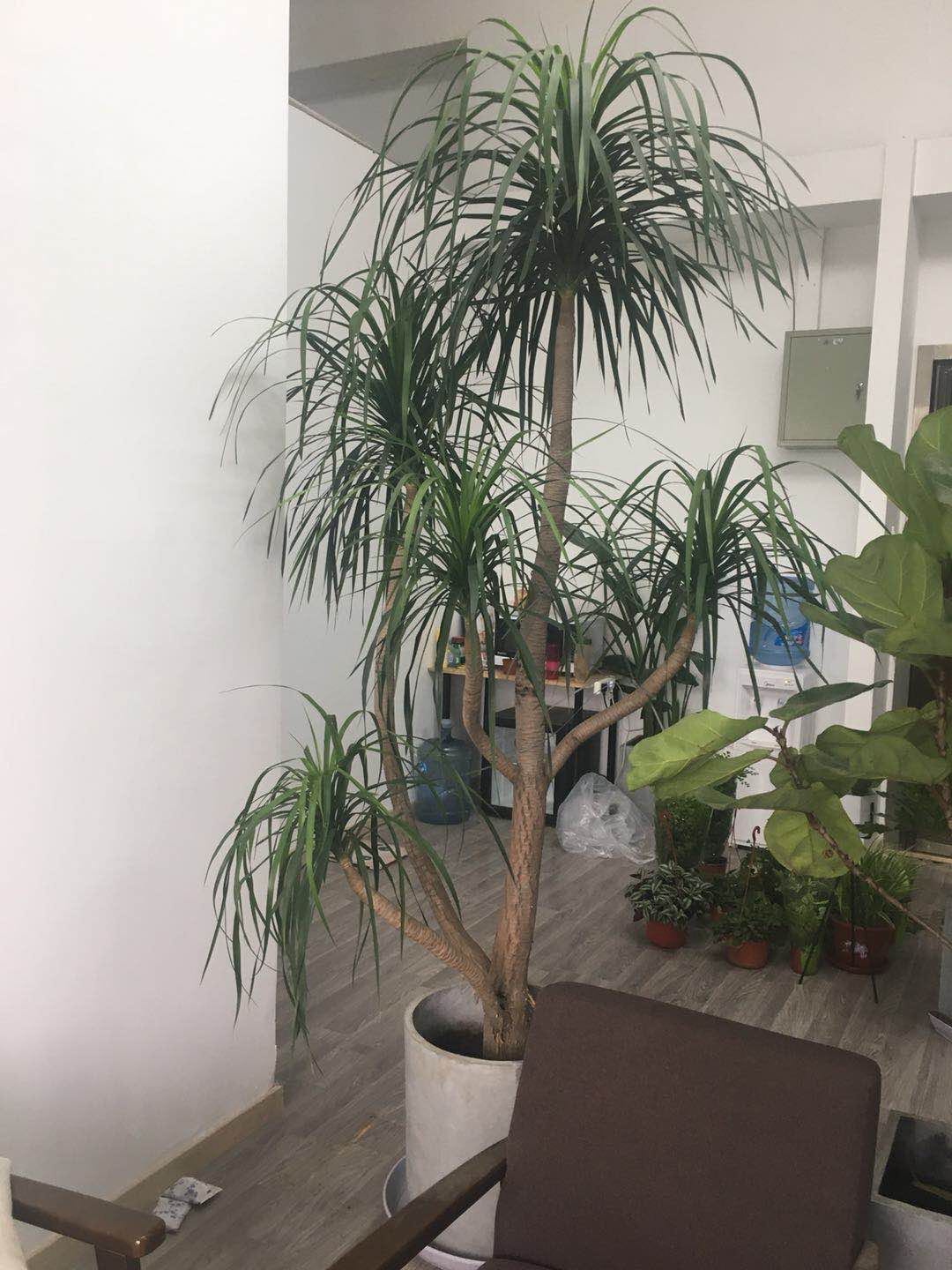 放心好店龙须树龙须兰大型室内绿植吸甲醛