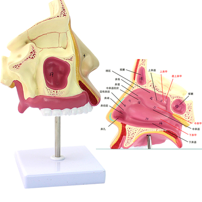 鼻腔结构图三维动画图片