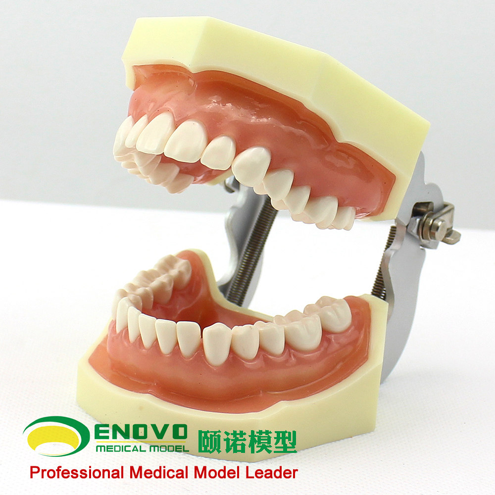 enovo颐诺标准牙列模型口腔模型齿科备牙体窝洞制备排龈仿真离体牙