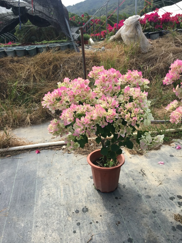 特价三角梅_三角梅绿樱绿叶樱花四季勤花庭院阳台爬藤绿植花卉支持一