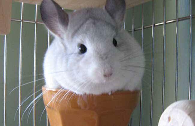 热销龙猫活体 小宠_宠物活体龙猫 迷你小宠家养黑灰银龙猫纯种龙猫幼