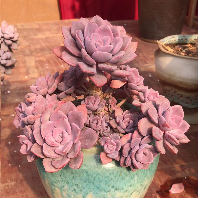 一物一拍 黛比多头多肉植物庭院粉红色阳台花卉绿植美观吸甲醛