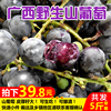 广西新鲜野生酿酒山葡萄4斤快递包邮 水果自制酿酒非赤霞珠巨峰夏 广西新鲜野生酿酒山葡萄4斤快递包邮 水果自制酿酒非赤霞珠巨峰夏