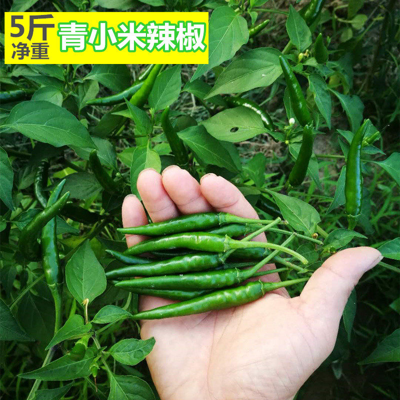 小米辣5斤特辣