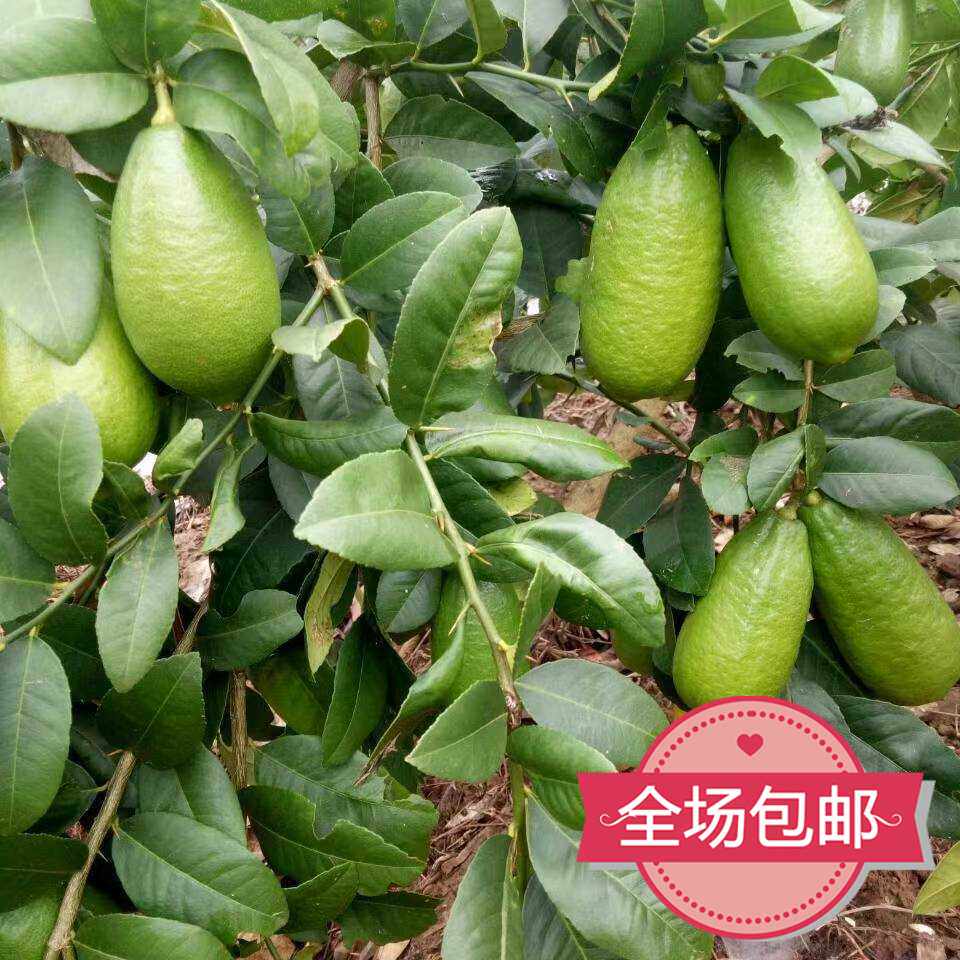 海南崇左市台湾新鲜四季香水柠檬9斤全国大部分包邮奶茶店西餐厅