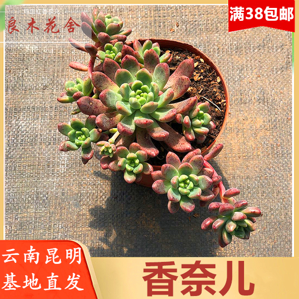云南基地直发香奈儿多肉稀有贵货良木花舍植物盆栽防辐射38包邮