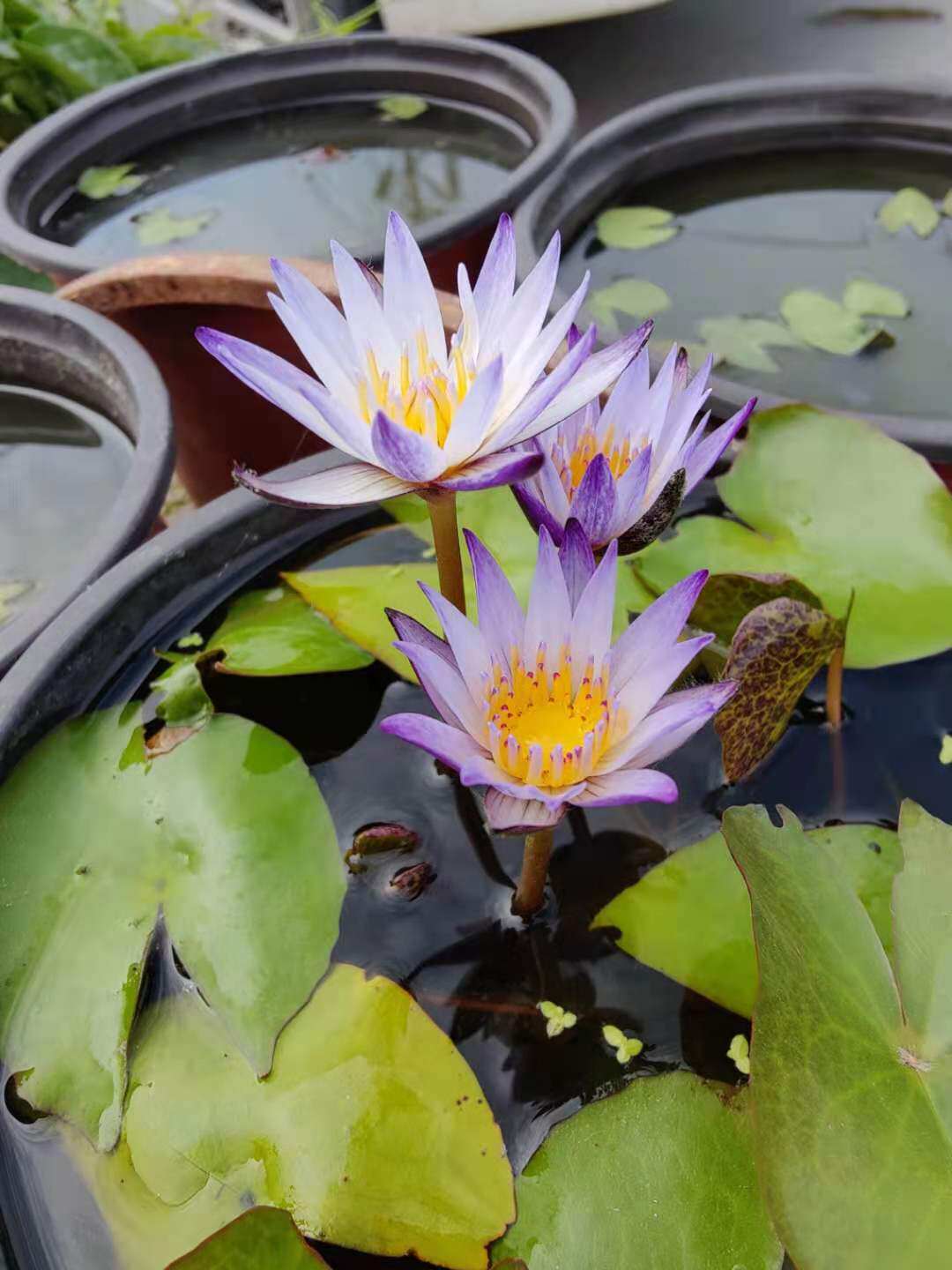 阳台莲花观花水生花卉盆栽热带迷你小型可微缩睡莲黑美人带花苗