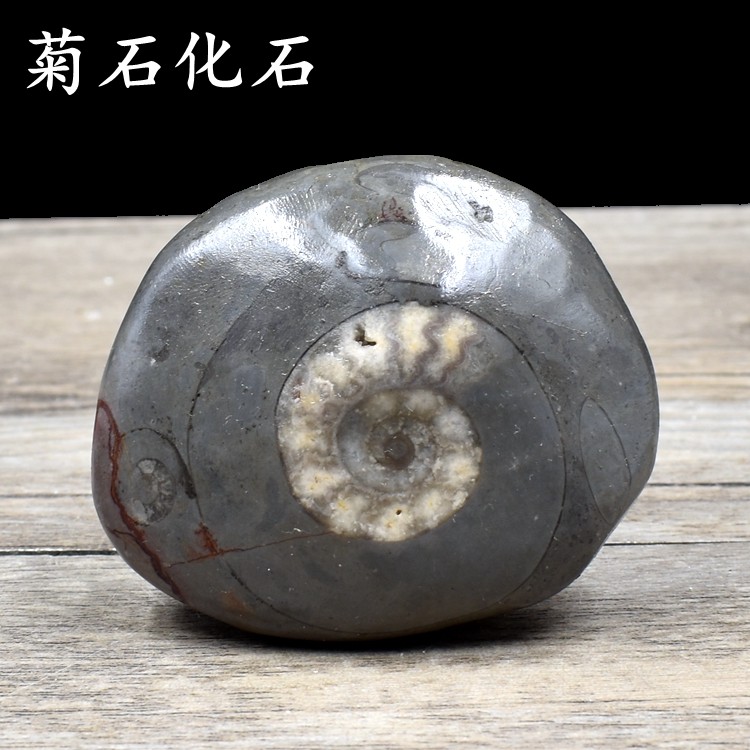 湖北恩施水冲打磨菊石原石海螺古蛇共舞化石摆件