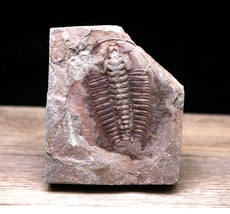 三叶虫化石原石标本莱得利基虫化石化石摆件湖南湘西科普教学标本-mc