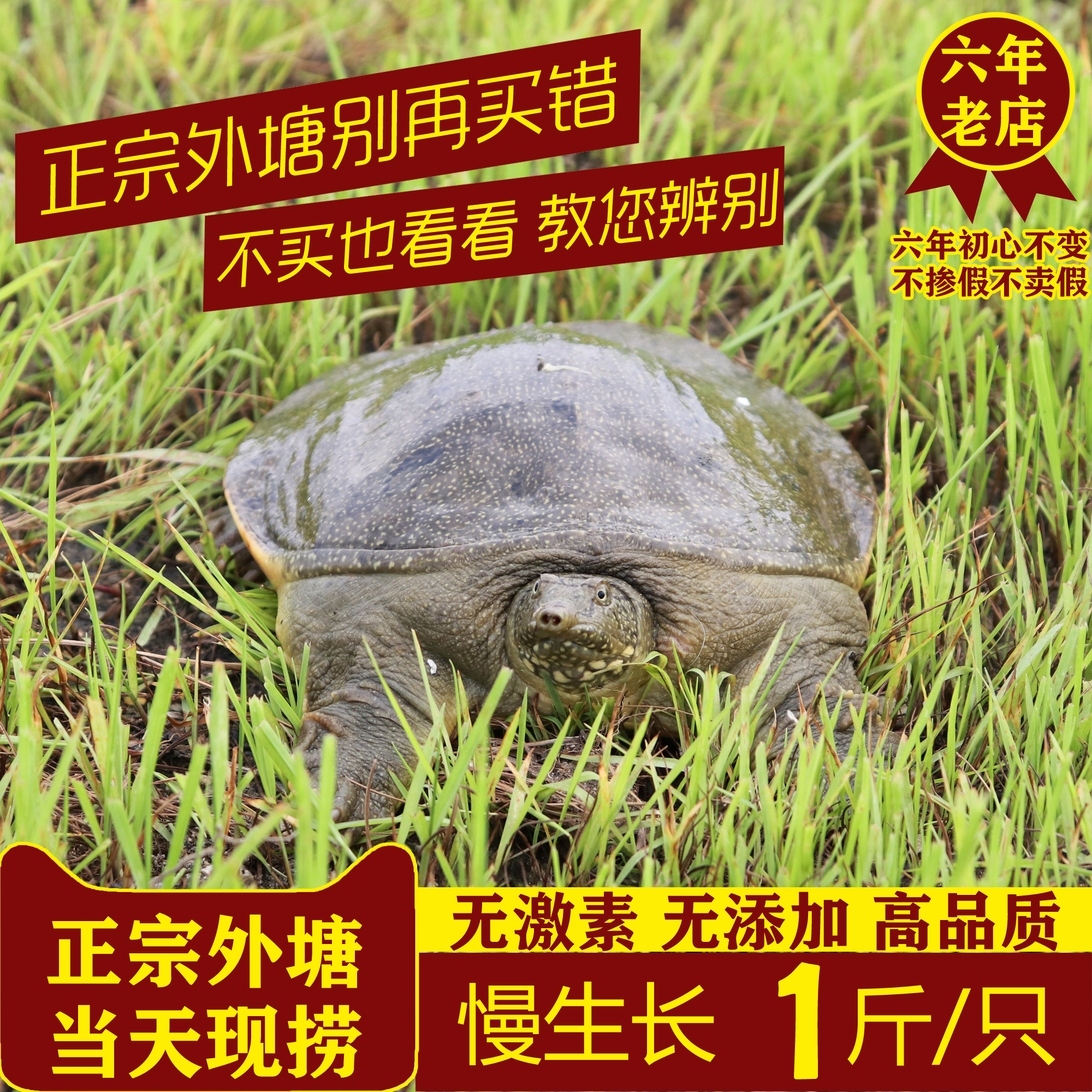1斤甲魚活體包郵生態外塘放養老中華鼈王八團魚水魚甲魚苗包活在類目 水產肉類/新鮮蔬果/熟食, 海鮮/水產品/製品, 甲魚中 - 來自Buy2taobao.com提供專業的淘寶代購服務