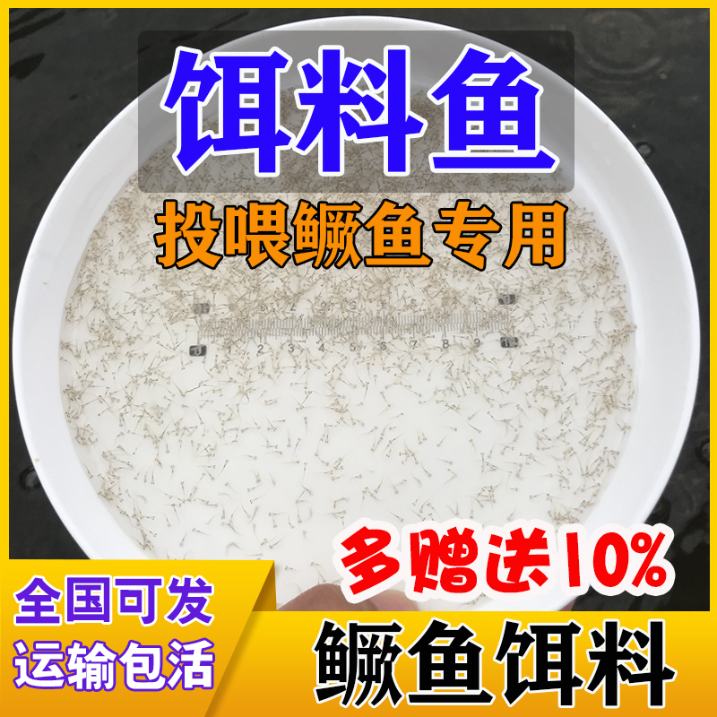 桂鱼苗 鳜鱼饵料鱼 麦鲮水花苗 开口饲料 喂宠物饲料鱼 桂花鱼苗