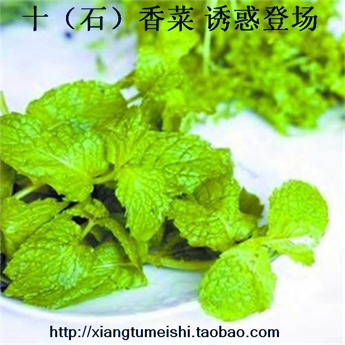 河南特产十香菜石香菜时令野菜纯野生麝香菜野生鲜菜2斤包邮