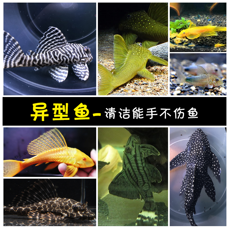南美坦克异形鱼活体 黄金女王大帆清道夫帝王血钻迷宫白珍珠剑尾