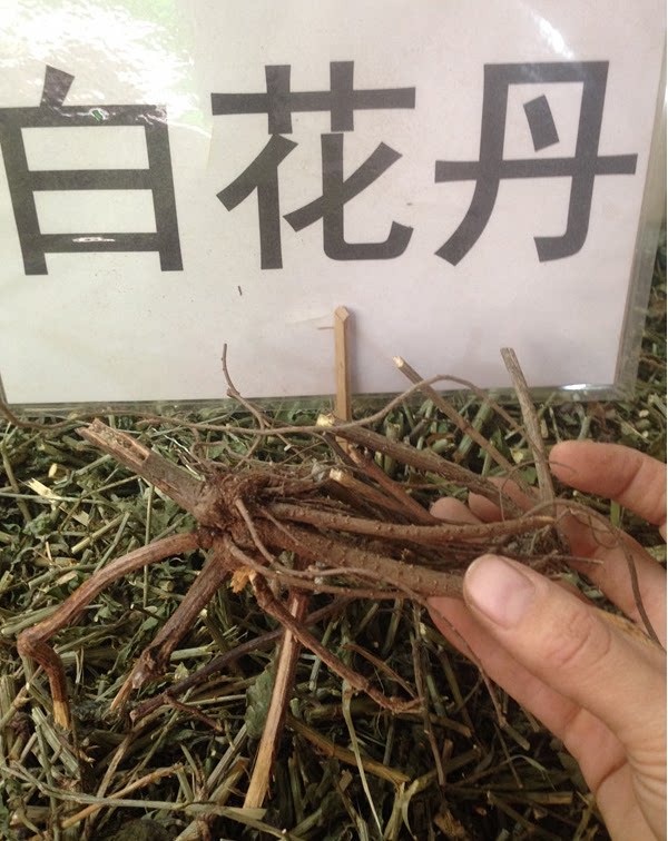野生百花丹根白花丹根中草药材 好评好店